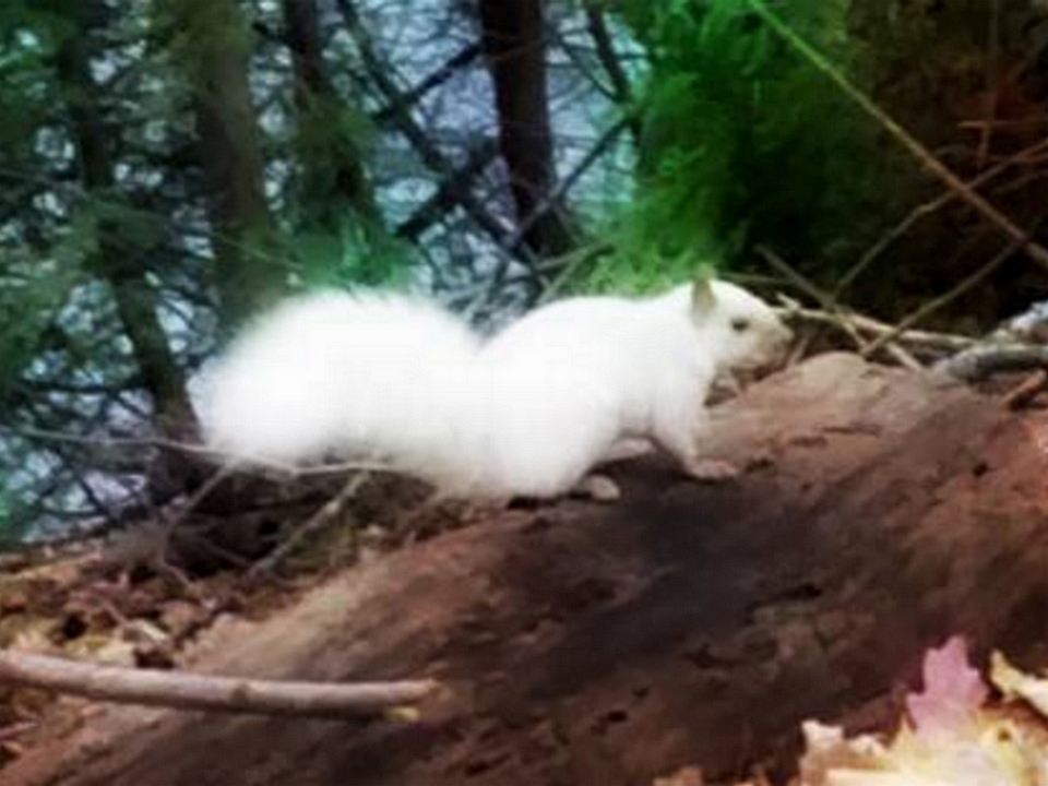Écureuil blanc en fôret