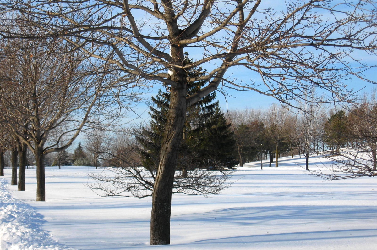 paysage d'hiver
